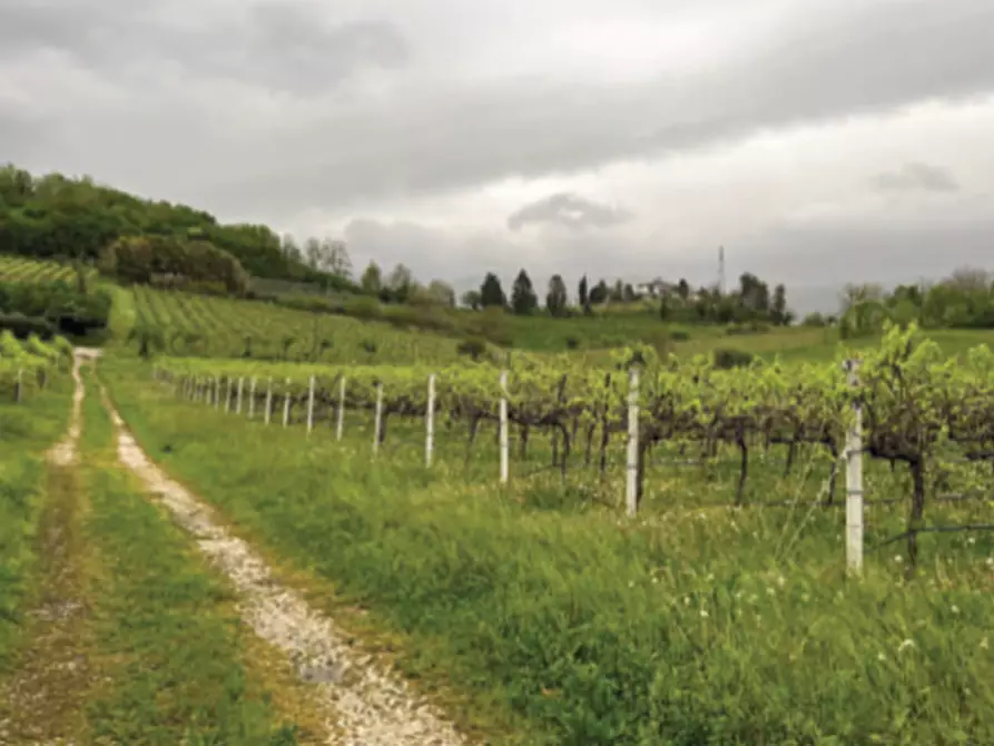 Immagine 3 di Terreno in vendita  in Via Prà da Forno a Cappella Maggiore