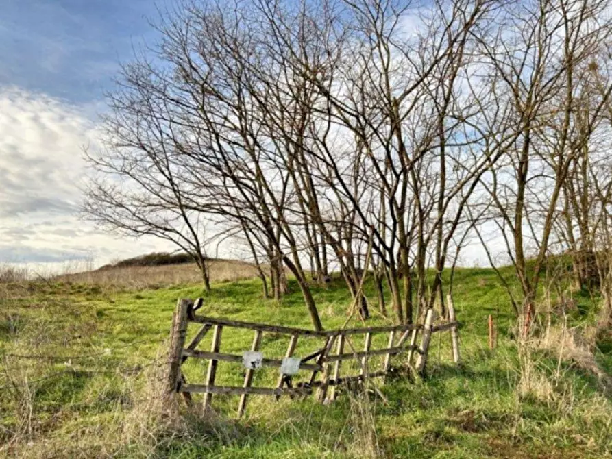 Immagine 3 di Terreno in vendita  in Loc. Castellaccio, Via San Procolo (S.P. 163), N. snc a Paliano