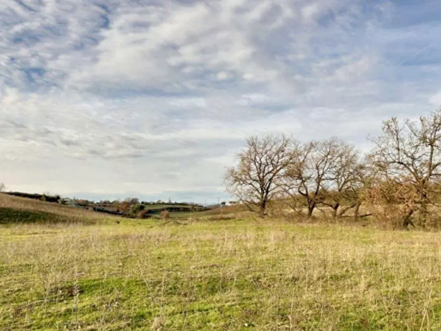 Immagine 5 di Terreno in vendita  in Loc. Castellaccio, Via San Procolo (S.P. 163), N. snc a Paliano