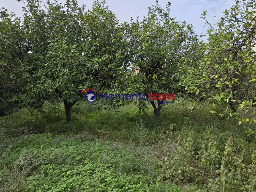 Immagine 9 di Terreno in vendita  in via Sottolume a Reggio Di Calabria