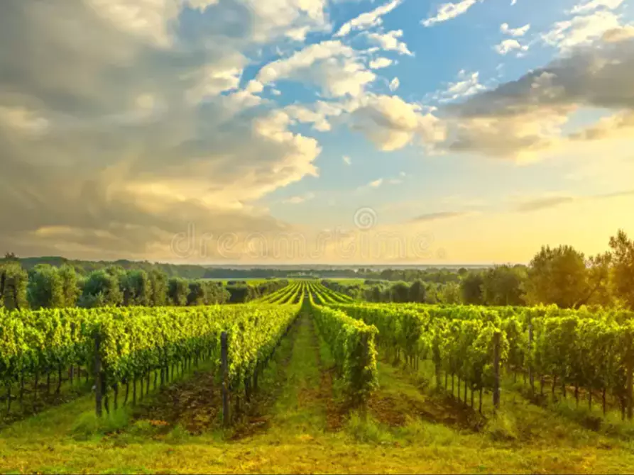 Immagine 1 di Terreno in vendita  in Via Madonna della Libertà a Trebaseleghe