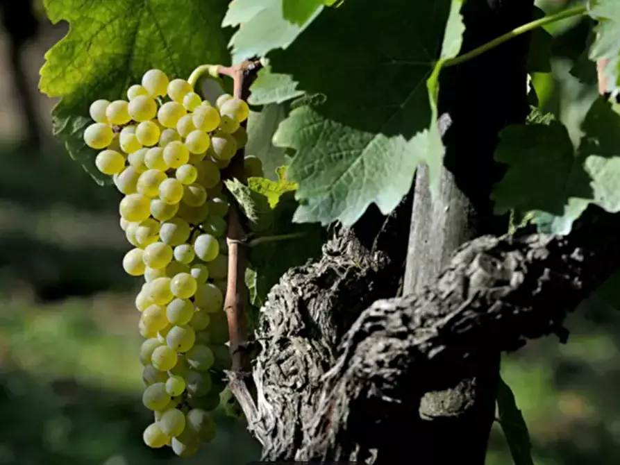 Immagine 2 di Terreno in vendita  in Via Madonna della Libertà a Trebaseleghe
