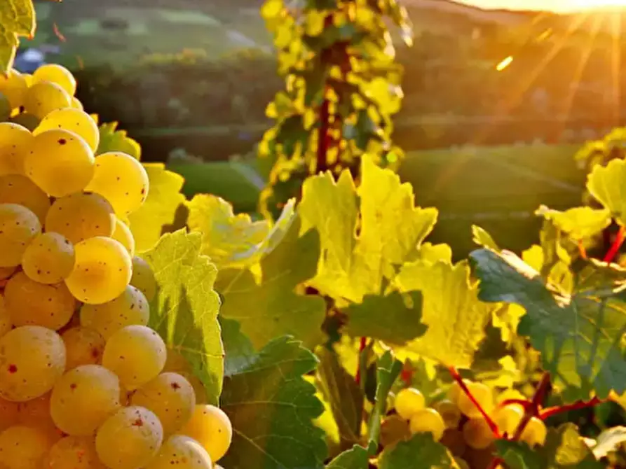 Immagine 3 di Terreno in vendita  in Via Madonna della Libertà a Trebaseleghe