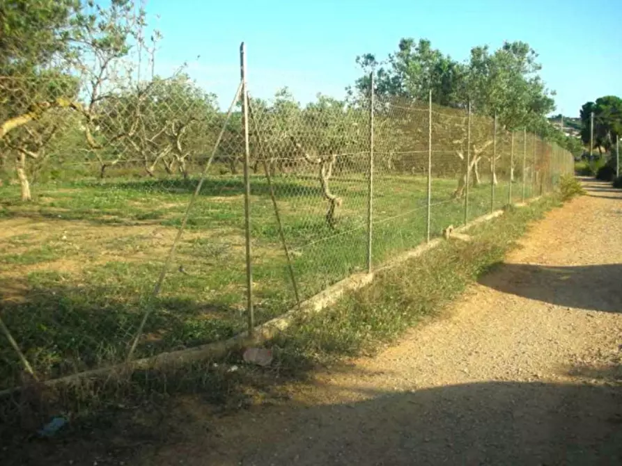 Immagine 3 di Terreno in vendita  in Contrada Cutusio, 91025 Marsala TP, Italia a Marsala