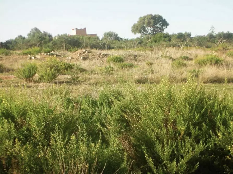 Immagine 2 di Terreno in vendita  in Contrada Cutusio, 91025 Marsala TP, Italia a Marsala