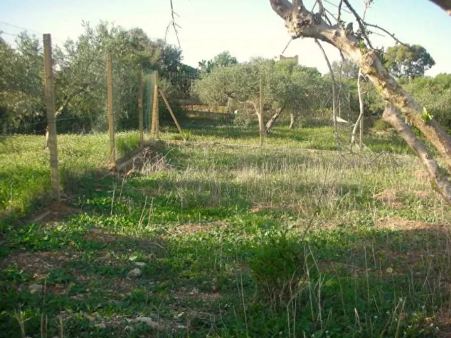 Immagine 3 di Terreno in vendita  in Contrada Cutusio, 91025 Marsala TP, Italia a Marsala