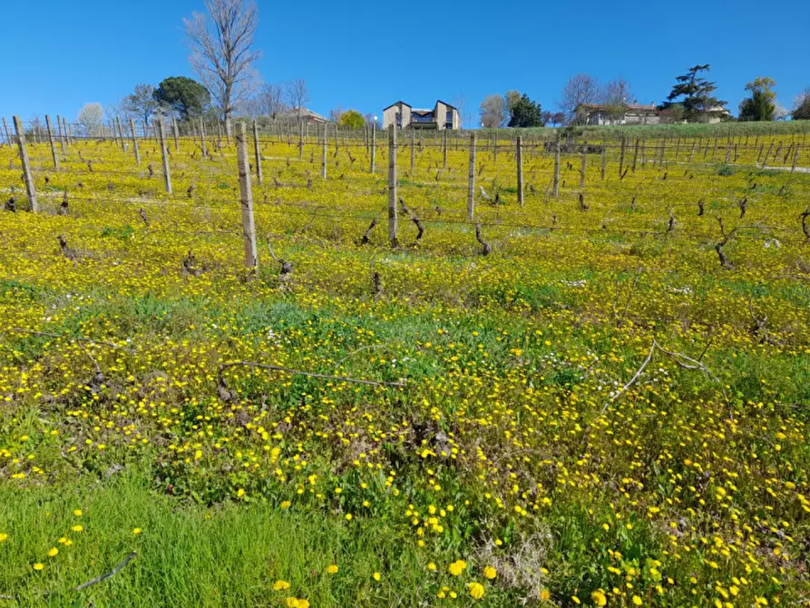 Immagine 22 di Rustico / casale in vendita  in CASCINA POZZANO 7/8 a Rosignano Monferrato