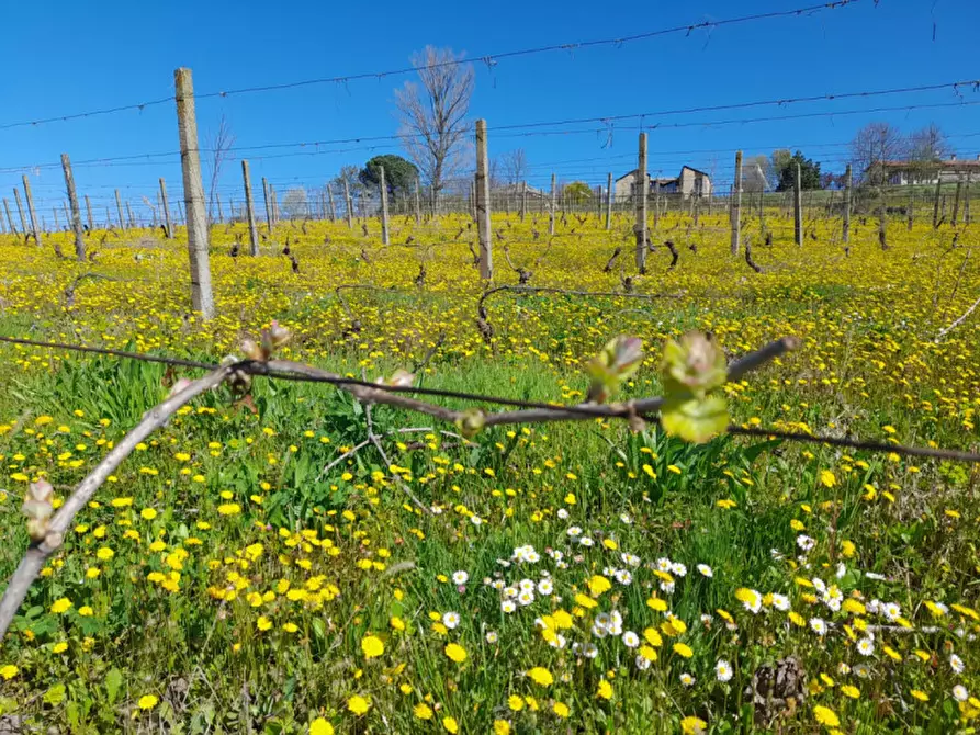 Immagine 27 di Rustico / casale in vendita  in CASCINA POZZANO 7/8 a Rosignano Monferrato