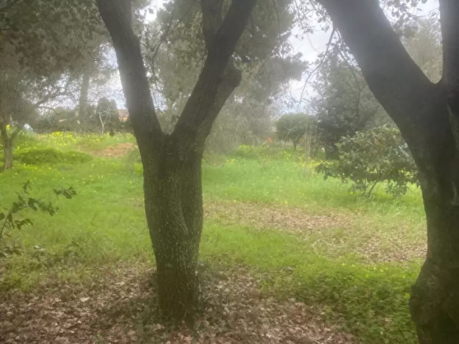 Immagine 5 di Terreno in vendita  in sv Pittiriccu a Sassari