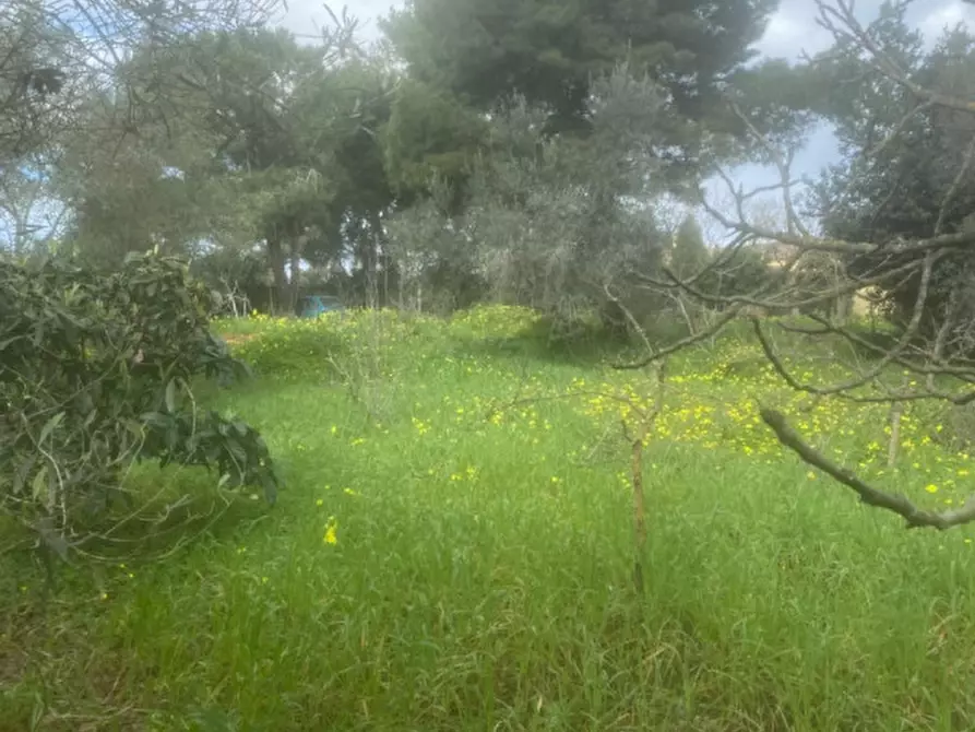 Immagine 6 di Terreno in vendita  in sv Pittiriccu a Sassari