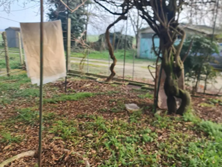 Immagine 3 di Villetta a schiera in vendita  in Via del Boschetto 30 a Lagosanto