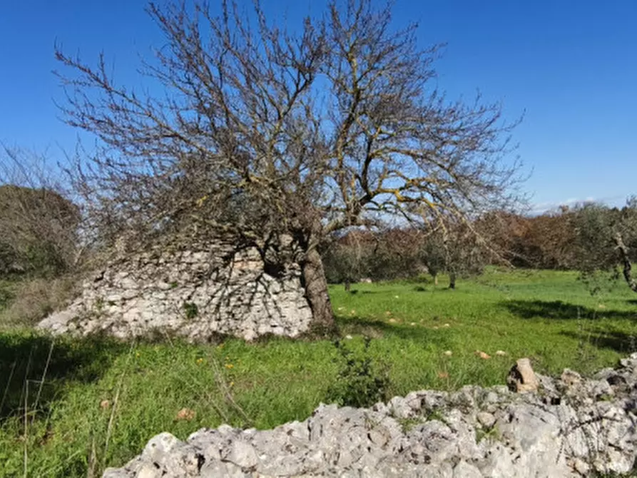 Immagine 6 di Terreno in vendita  in Serralta a Locorotondo