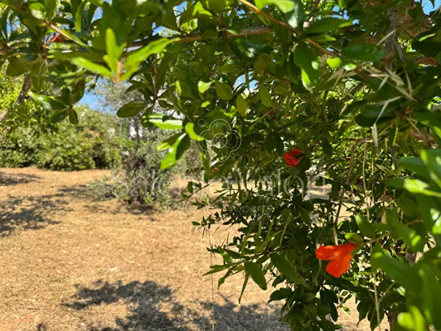 Immagine 27 di Villa in vendita  in Stada Vicinale Paduli Bianchi a Gallipoli
