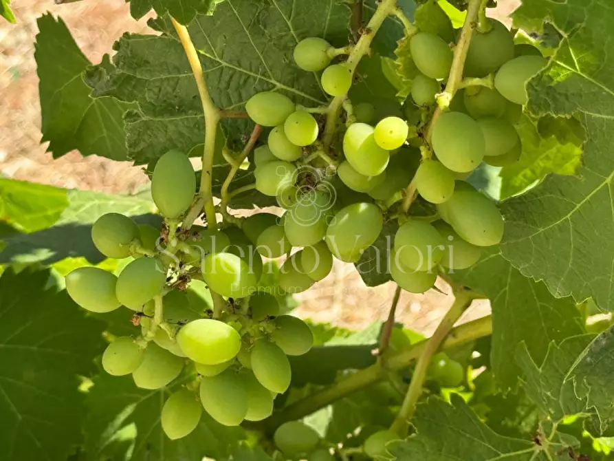 Immagine 28 di Villa in vendita  in Stada Vicinale Paduli Bianchi a Gallipoli