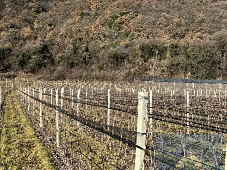 Immagine 1 di Terreno in vendita  a Termeno Sulla Strada Del Vino .Tramin An Der.