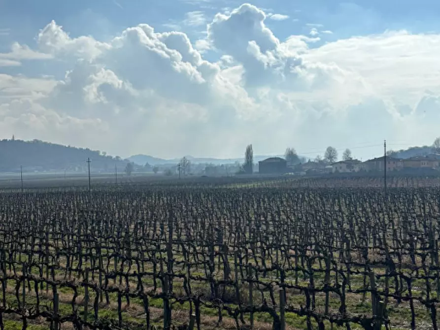 Immagine 4 di Agriturismo in vendita  a Barbarano Mossano