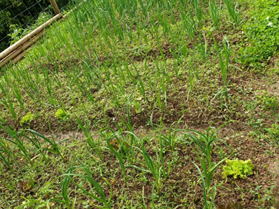 Immagine 10 di Terreno in vendita  in costabissara monteviale a Costabissara