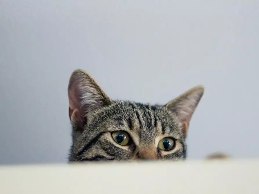 Immagine 16 di Agriturismo in vendita  in Via Cremona 64 a Brescia