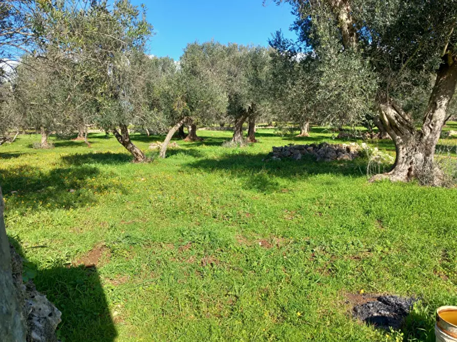 Immagine 20 di Rustico / casale in vendita  in C.da Don Giulio a Francavilla Fontana