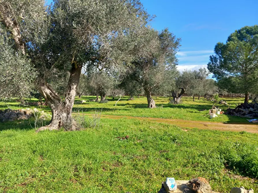 Immagine 21 di Rustico / casale in vendita  in C.da Don Giulio a Francavilla Fontana