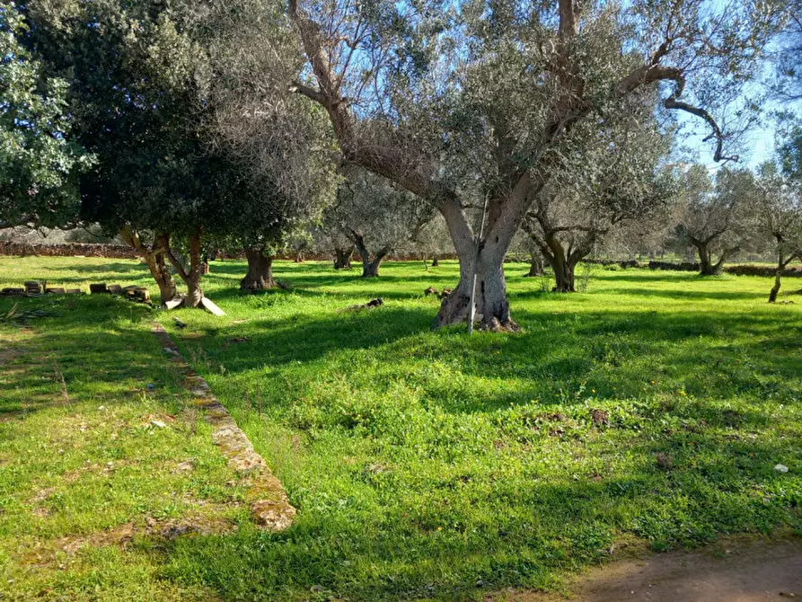 Immagine 25 di Rustico / casale in vendita  in C.da Don Giulio a Francavilla Fontana