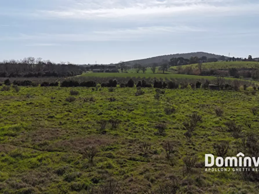 Immagine 6 di Rustico / casale in vendita  in Strada Poggetti a Capalbio