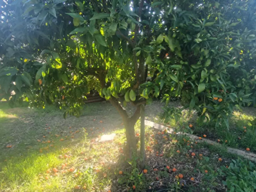 Immagine 5 di Terreno in vendita  in Strada Provinciale a Città Sant'angelo