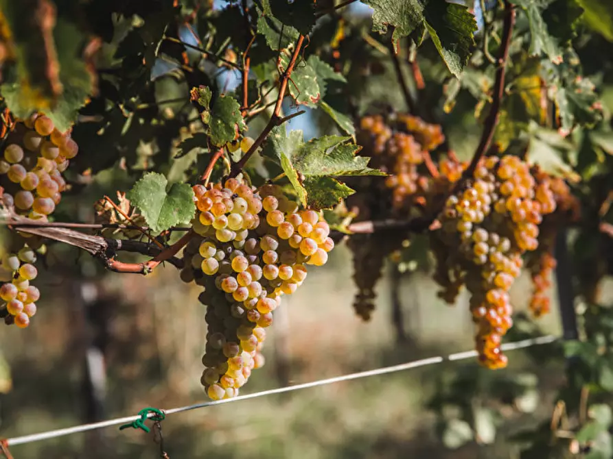 Immagine 1 di Terreno in vendita  a Castellaro