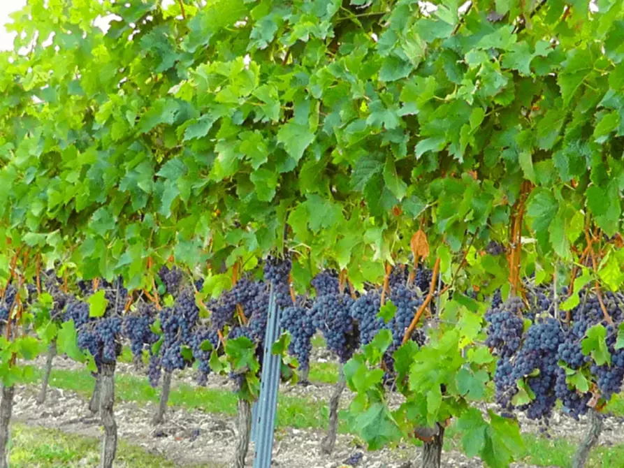 Immagine 3 di Terreno in vendita  a Castellaro