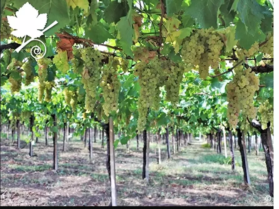 Immagine 1 di Terreno in vendita  a San Bonifacio