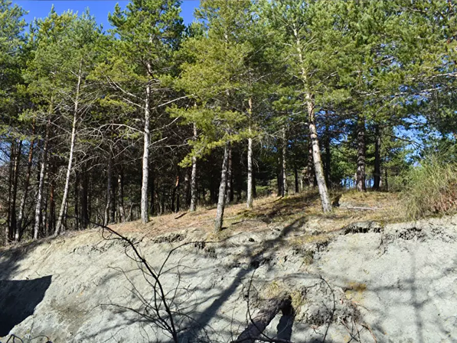 Immagine 84 di Terreno in vendita  in strada le Mole a Neviano Degli Arduini
