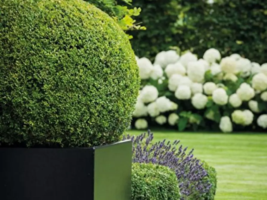 Immagine 3 di Appartamento in vendita  in Via Sant'Antonio a Teolo