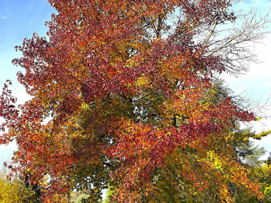 Immagine 26 di Villa in vendita  in Via Andrea Gloria a Teolo