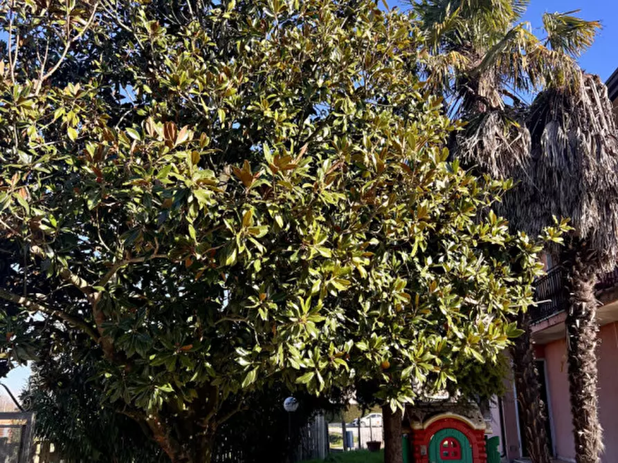 Immagine 6 di Casa indipendente in vendita  in Via San Marco a Codevigo