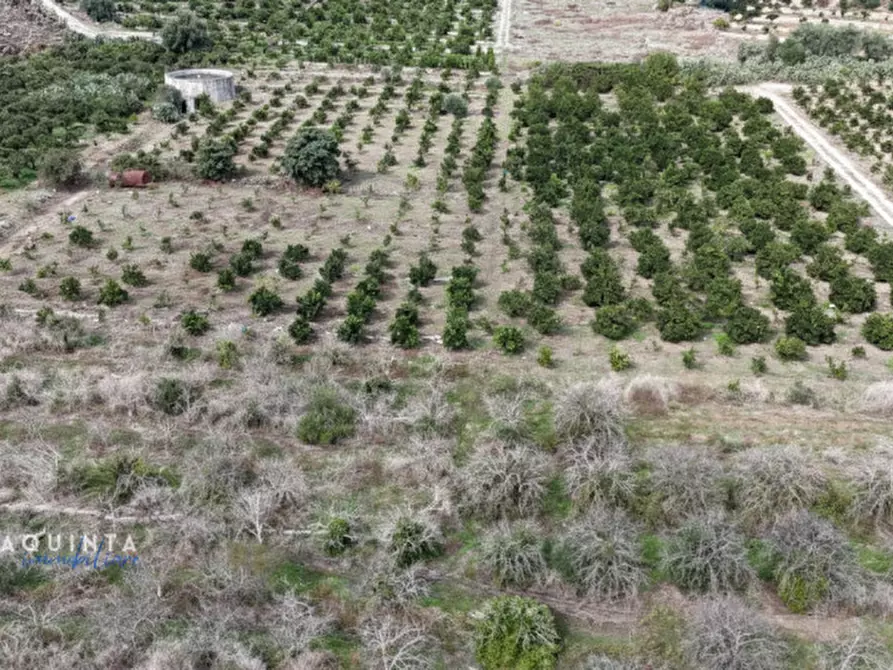 Immagine 2 di Terreno in vendita  in c.da Xirumi snc / a Lentini