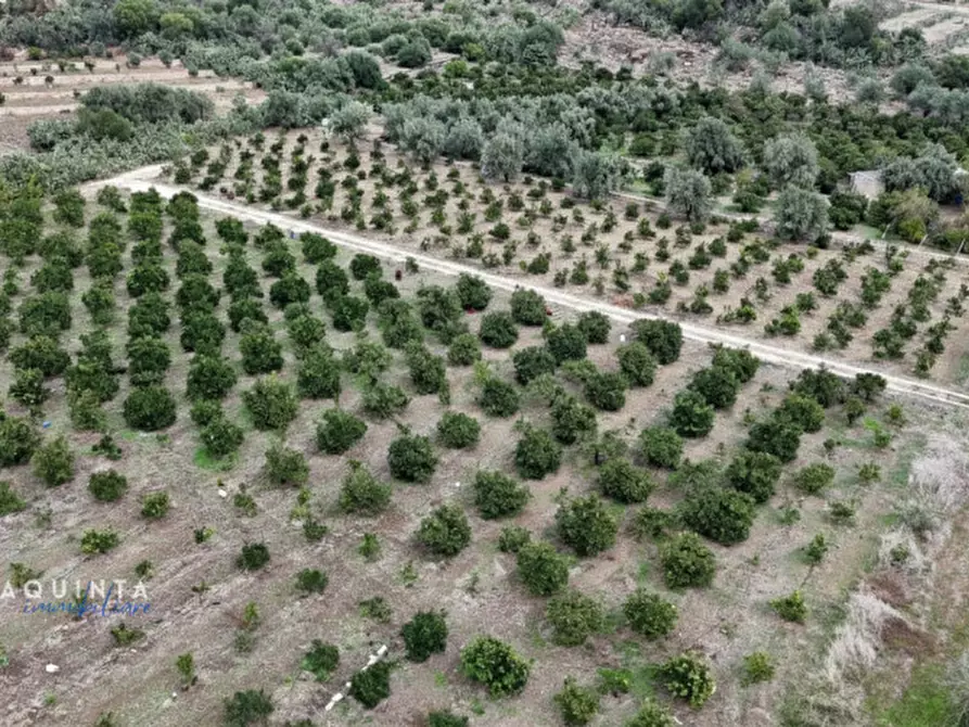 Immagine 3 di Terreno in vendita  in c.da Xirumi snc / a Lentini