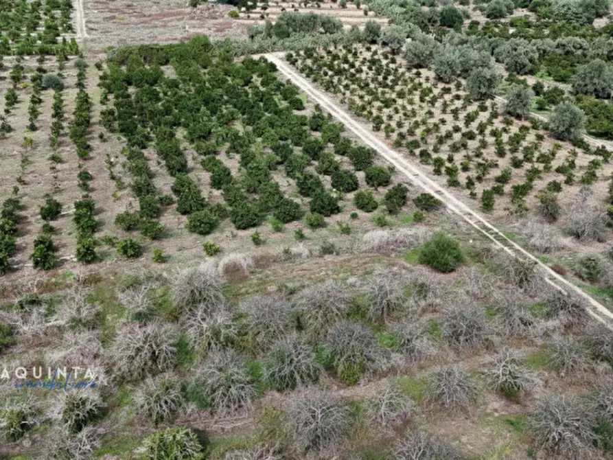 Immagine 8 di Terreno in vendita  in c.da Xirumi snc / a Lentini