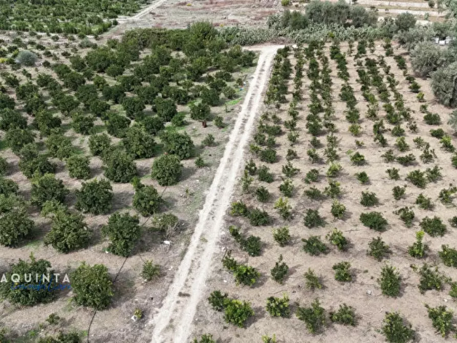 Immagine 9 di Terreno in vendita  in c.da Xirumi snc / a Lentini