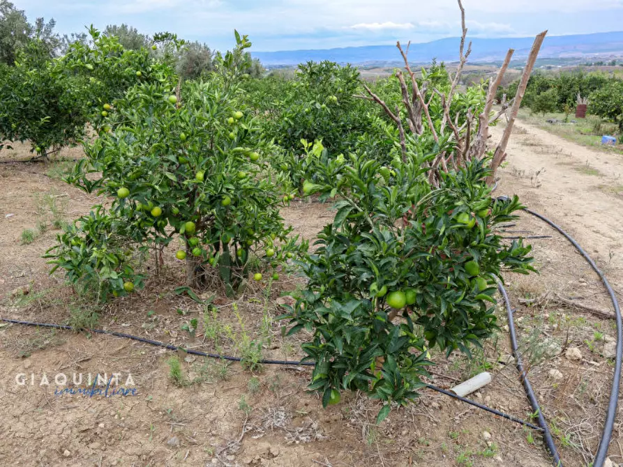 Immagine 12 di Terreno in vendita  in c.da Xirumi snc / a Lentini
