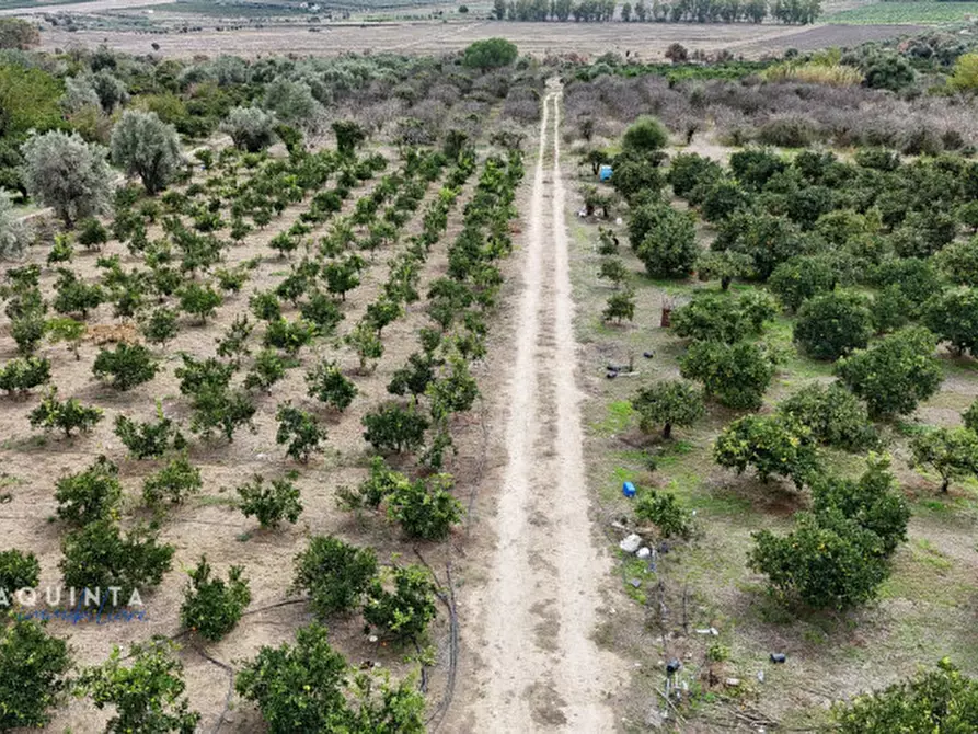Immagine 19 di Terreno in vendita  in c.da Xirumi snc / a Lentini