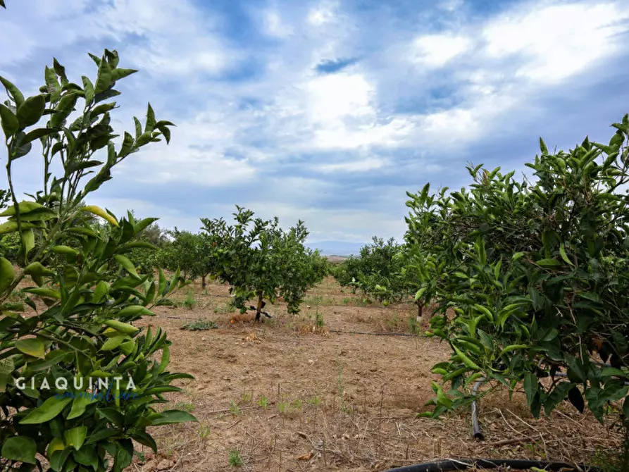 Immagine 21 di Terreno in vendita  in c.da Xirumi snc / a Lentini