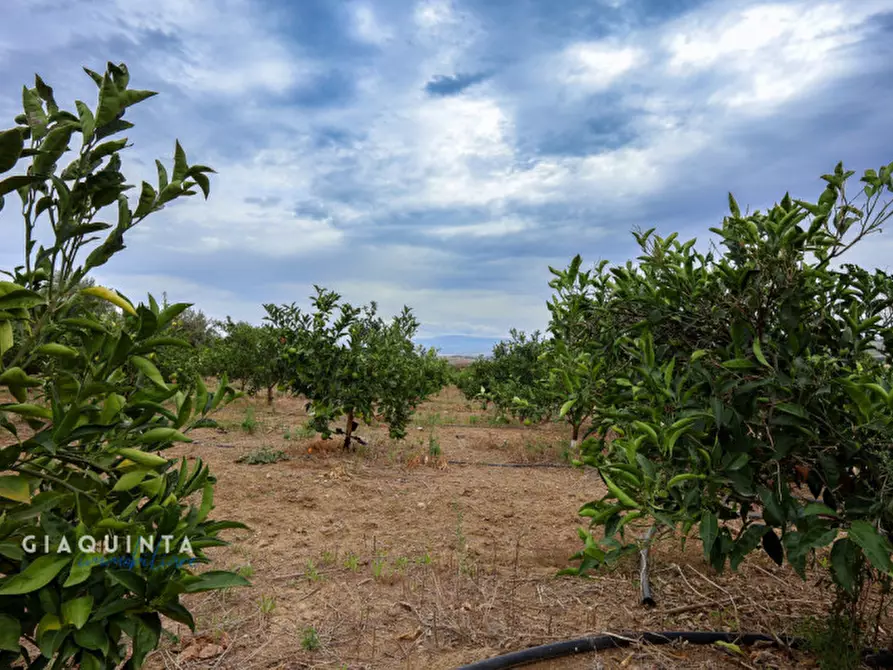 Immagine 23 di Terreno in vendita  in c.da Xirumi snc / a Lentini