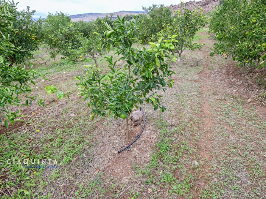 Immagine 25 di Terreno in vendita  in c.da Xirumi snc / a Lentini