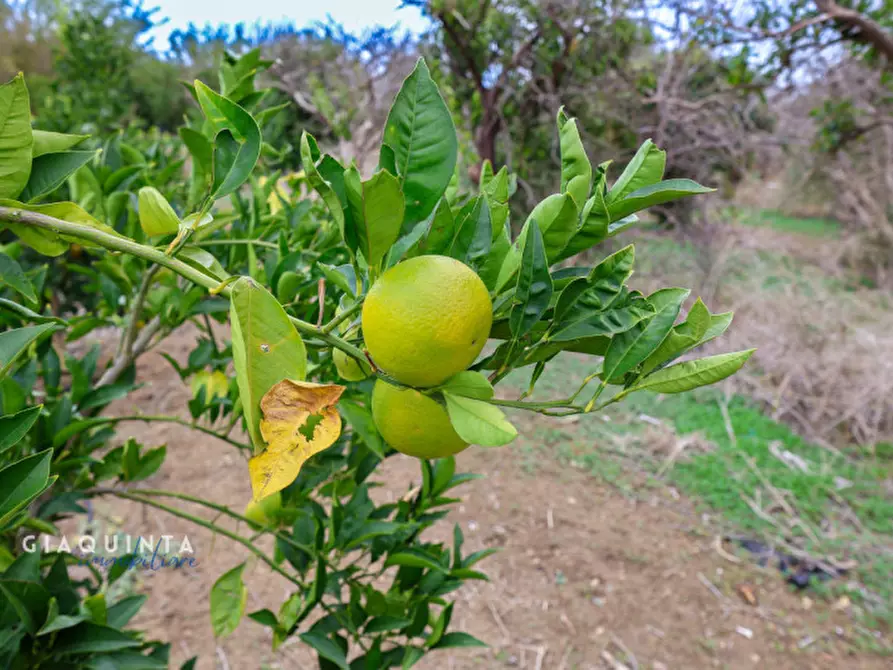 Immagine 34 di Terreno in vendita  in c.da Xirumi snc / a Lentini