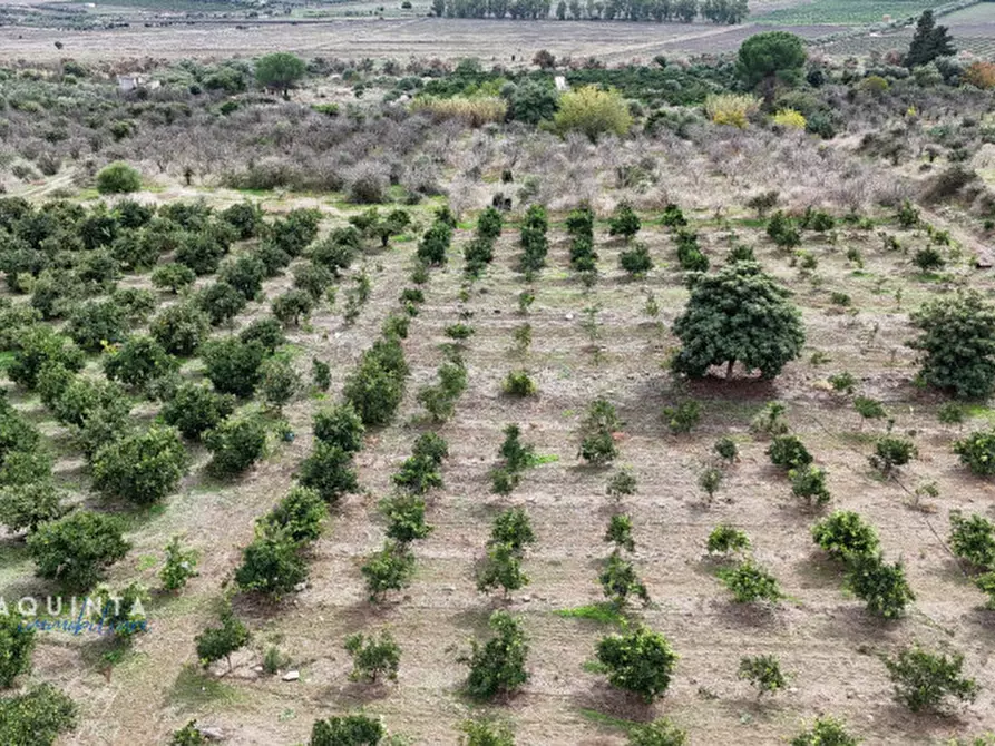 Immagine 44 di Terreno in vendita  in c.da Xirumi snc / a Lentini
