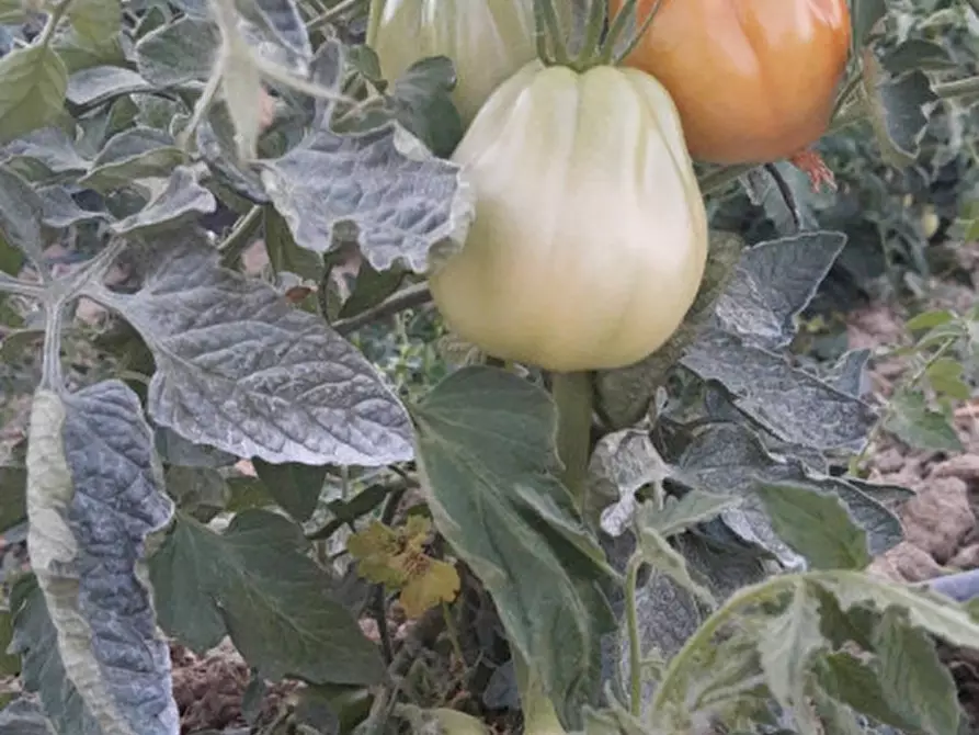 Immagine 66 di Agriturismo in vendita  in Strada di Tabiano 58 a Fidenza