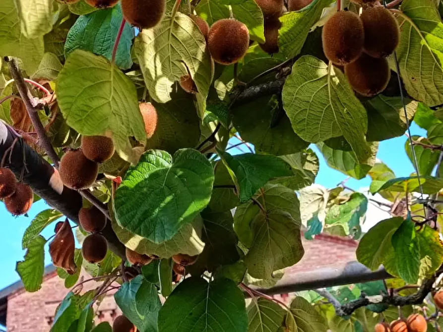 Immagine 67 di Agriturismo in vendita  in Strada di Tabiano 58 a Fidenza