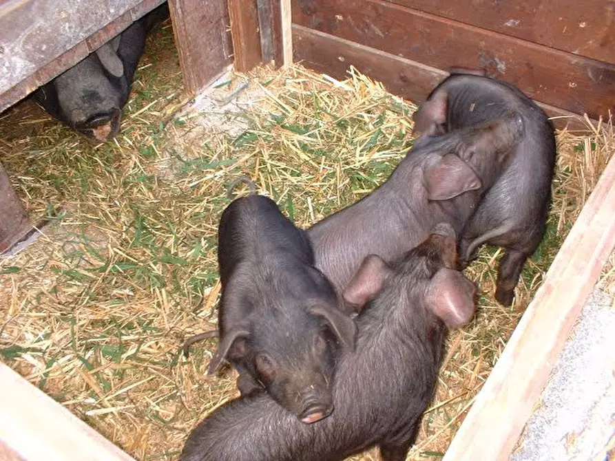 Immagine 71 di Agriturismo in vendita  in Strada di Tabiano 58 a Fidenza