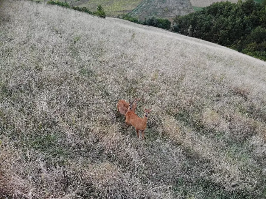 Immagine 72 di Agriturismo in vendita  in Strada di Tabiano 58 a Fidenza