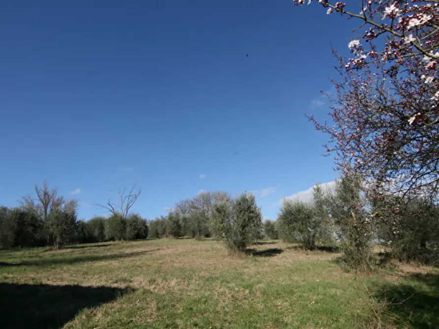 Immagine 7 di Rustico / casale in vendita  a Lucignano
